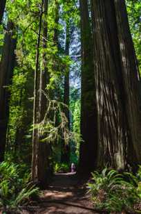 Jedediah Smith Redwoods-9806.jpg Jedediah Smith Redwoods-9806.jpg